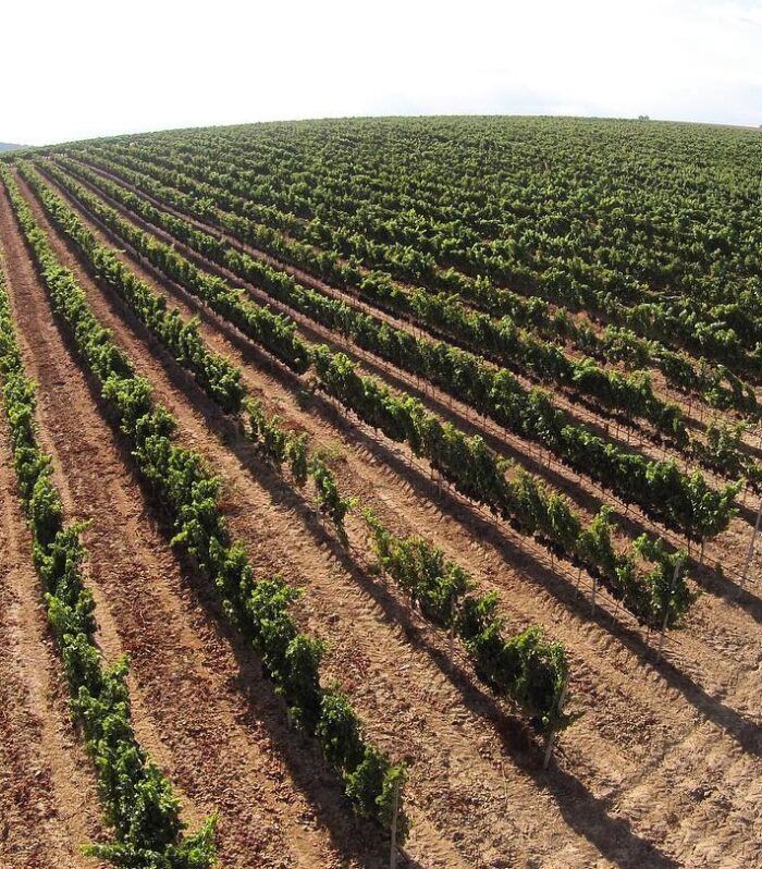 vinos-lara-vinedos