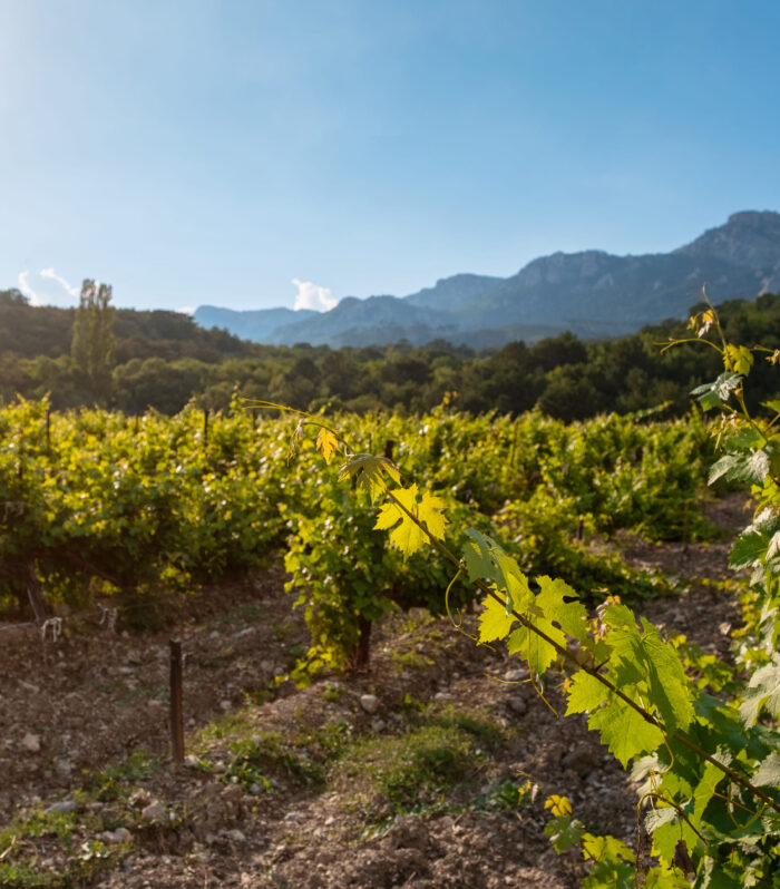 winery-plantations-in-long-rows-on-the-mountains-a-2026-03-17-06-34-19-utc-2-1